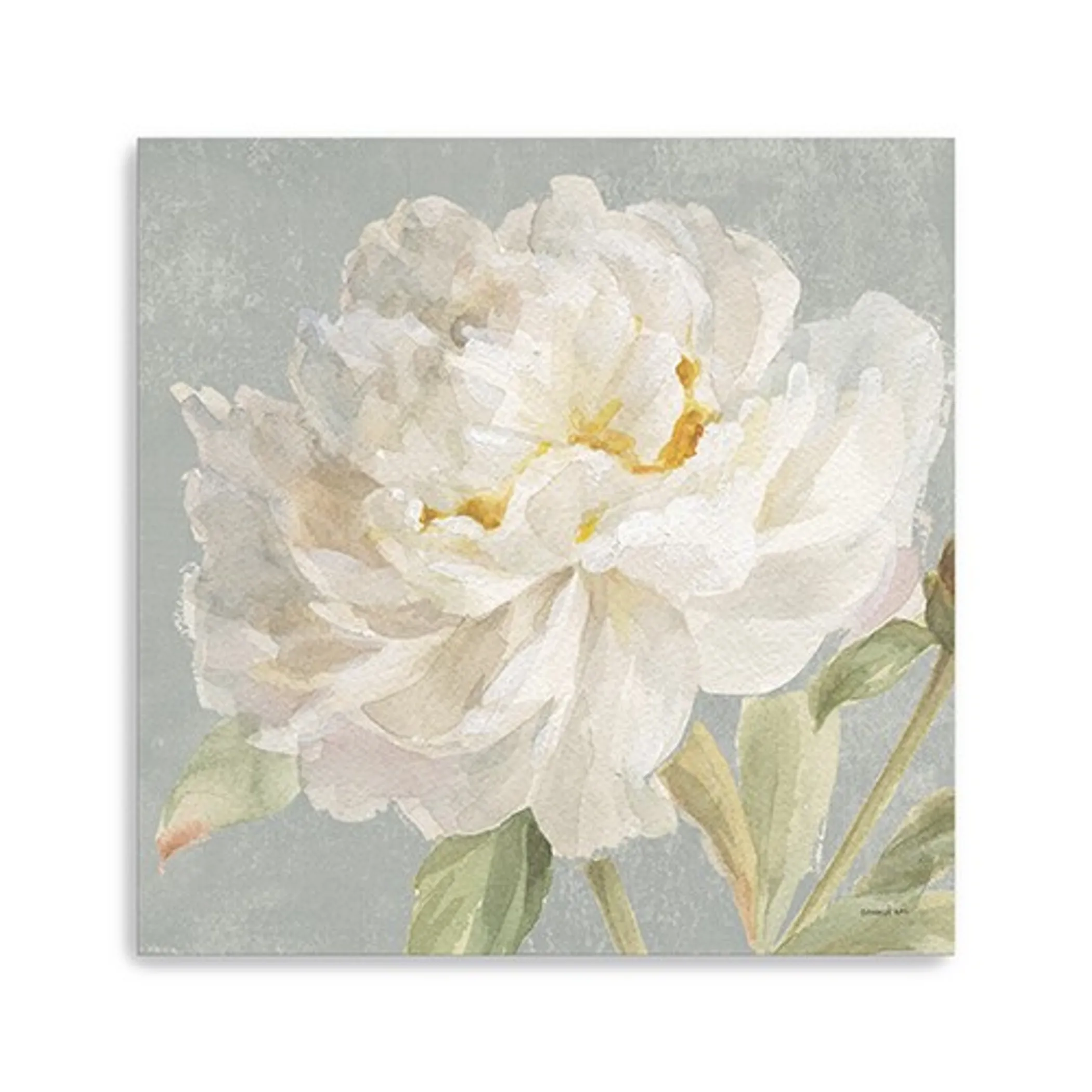 Tranh canvas không khung hoa mẫu đơn trắng thanh khiết