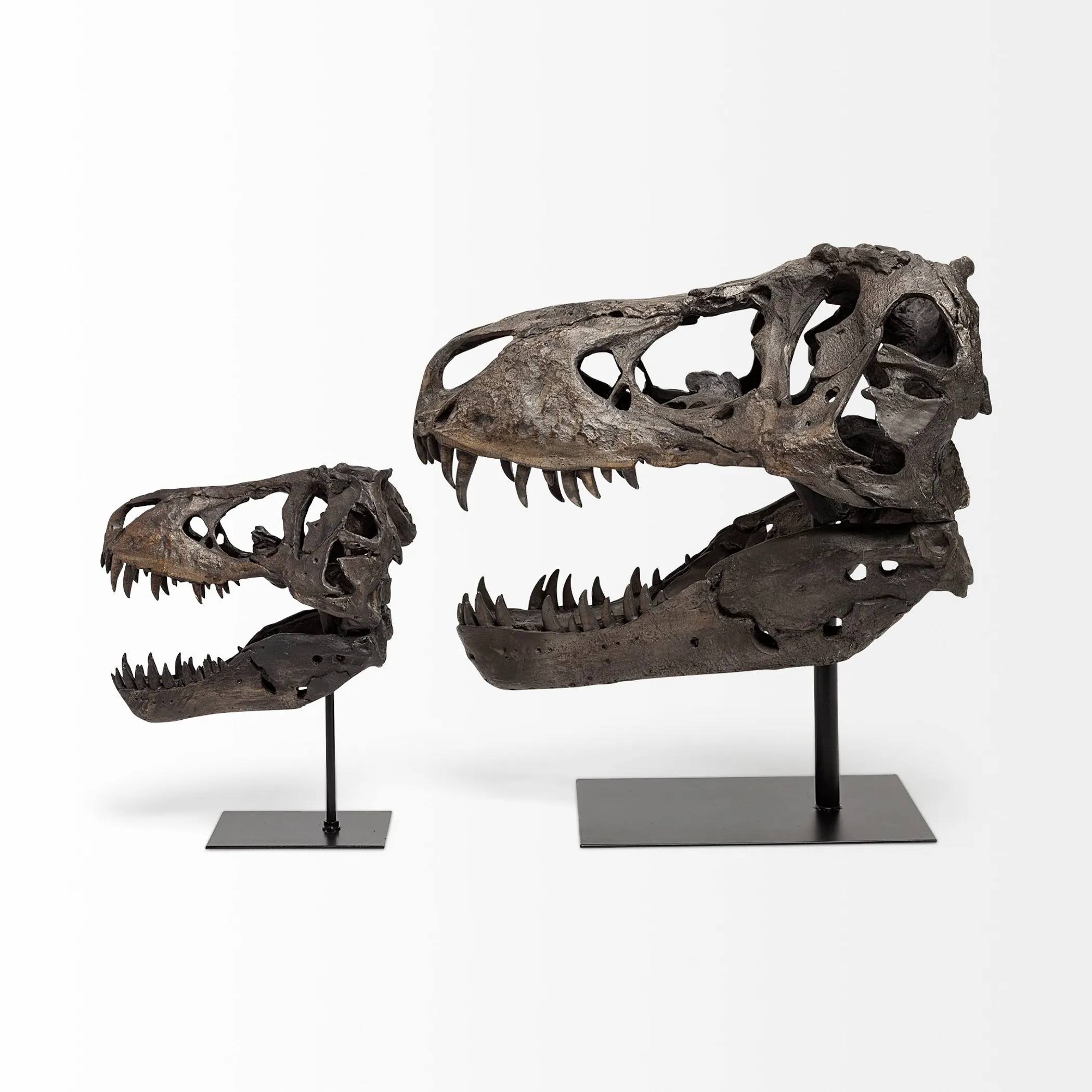 Tượng đầu lâu khủng long T-Rex mô phỏng chân thực - Ảnh 5