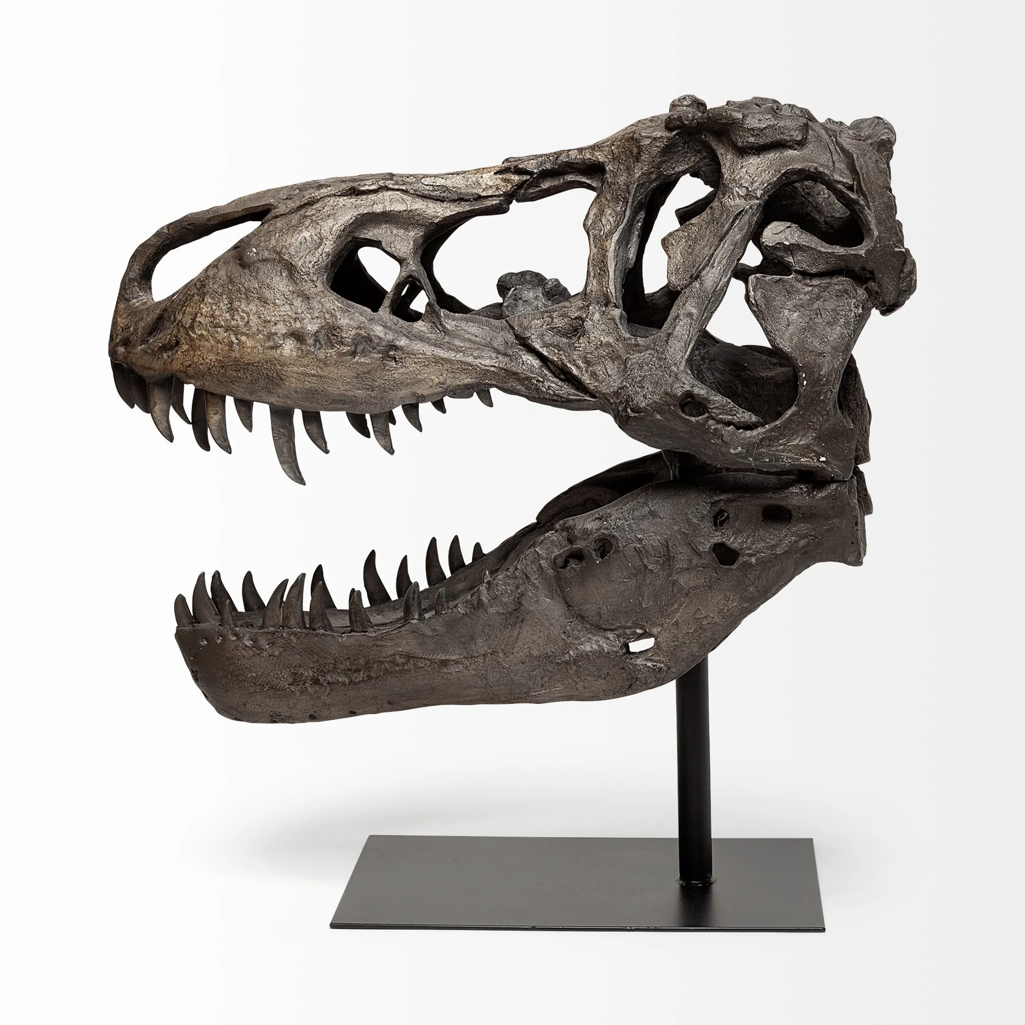 Tượng đầu lâu khủng long T-Rex mô phỏng chân thực - Ảnh 3