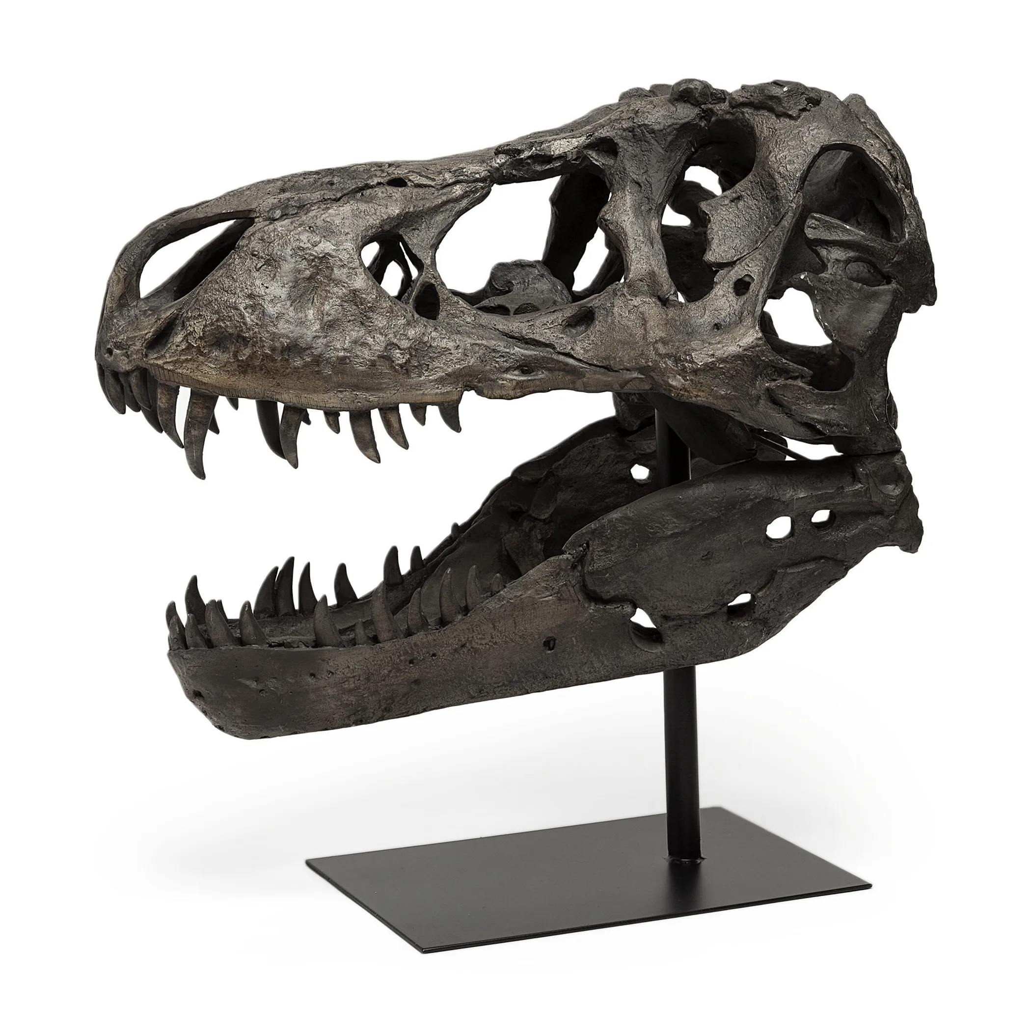 Tượng đầu lâu khủng long T-Rex mô phỏng chân thực