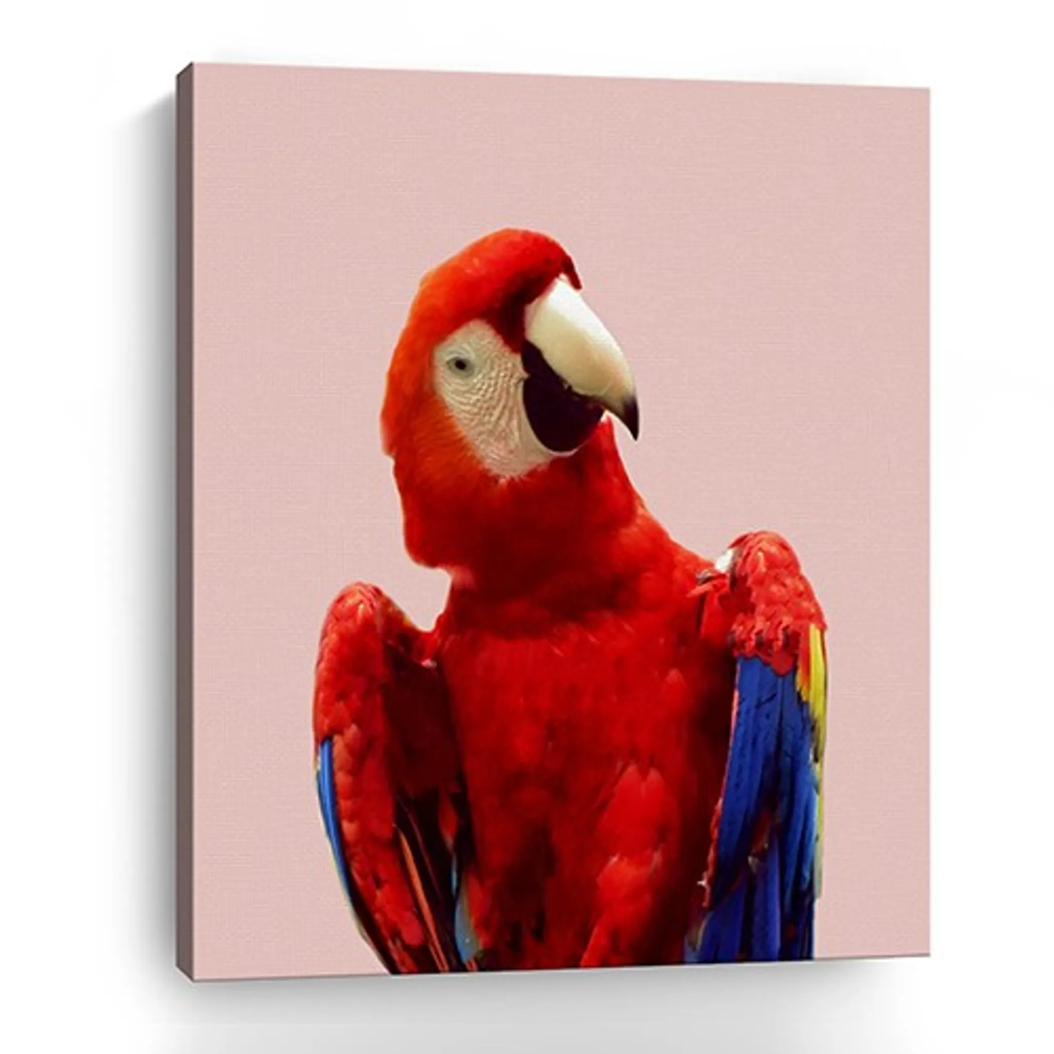 Tranh canvas không khung hình chim rực rỡ sắc màu 76cm x 61cm - Ảnh 2